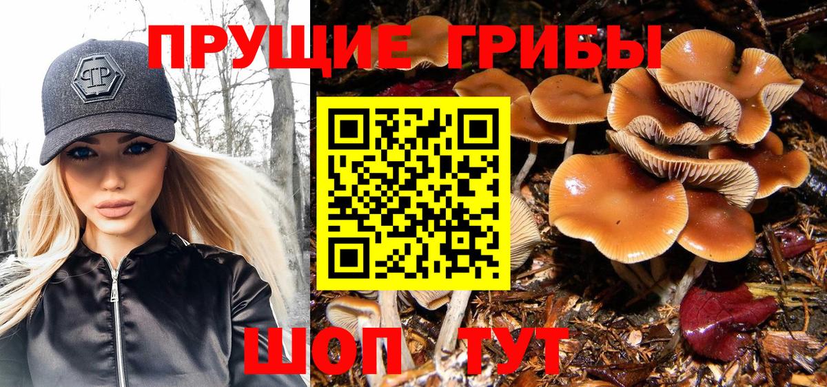 Новоалександровск  наркота  Вход с VPN  Галлюциногенные грибы прущие грибы 